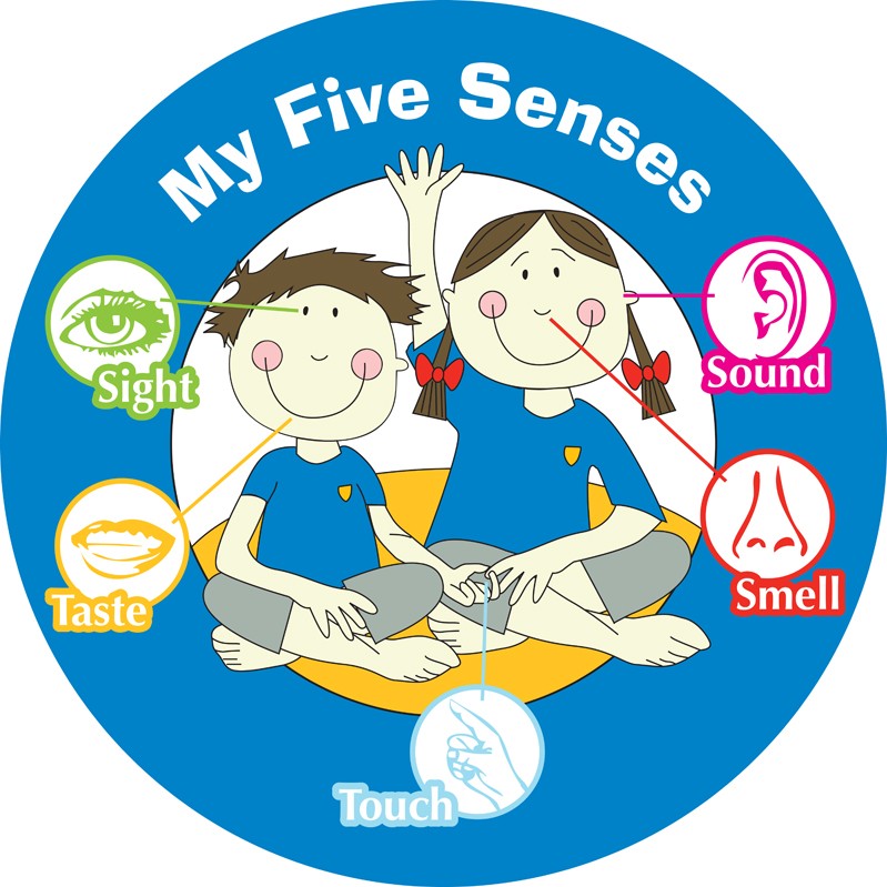 My Five Senses Circle | School Signs, Nursery Signs, Whiteboards ...